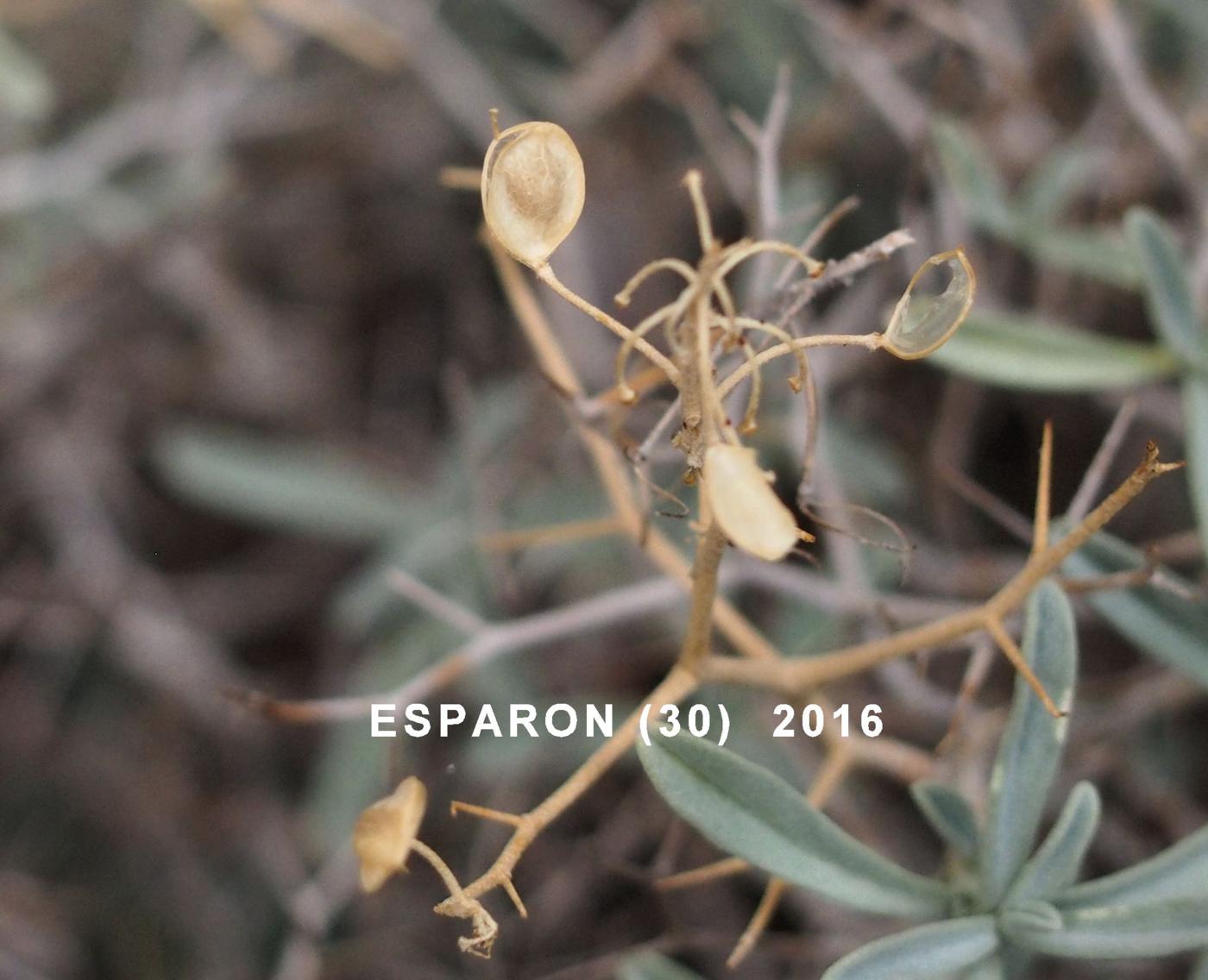 Alyssum, Spiny fruit